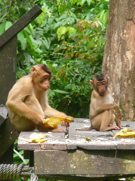 Monkey Cleanup Crew-Sabah