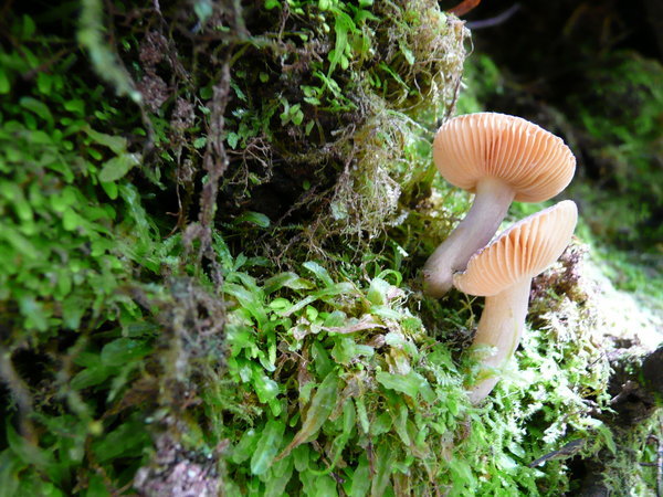 Delicate Mushrooms NZ