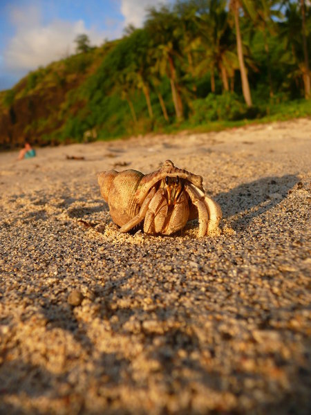 Fijian hermit crab