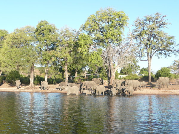 Chobe Elephants