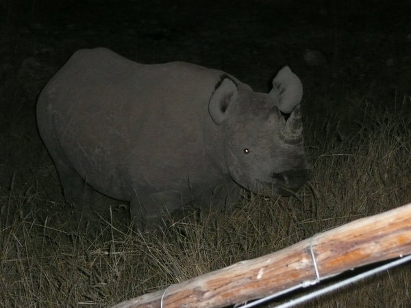Rhino Etosha NP Namibia