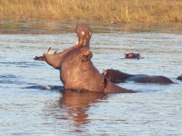 Hippo in Chobe
