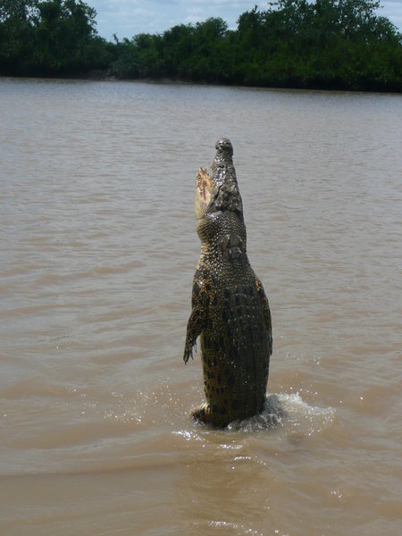 juming crocs of darwin