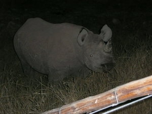 Rhino Etosha NP Namibia