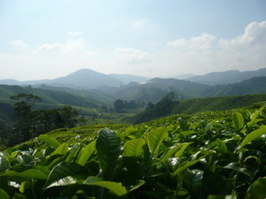 Tea Plantations Malaysia