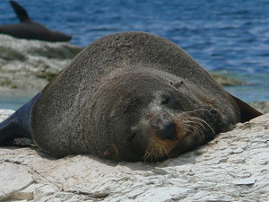 NZ Seal