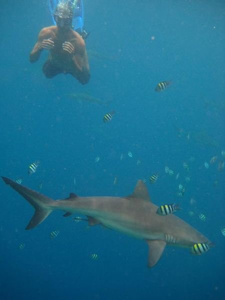 Swimmin with sharks