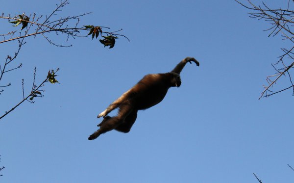 Flying Gibbon
