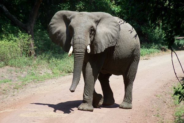 Elephant roadblock