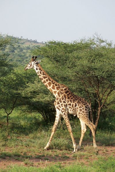 Masai or plains giraffe