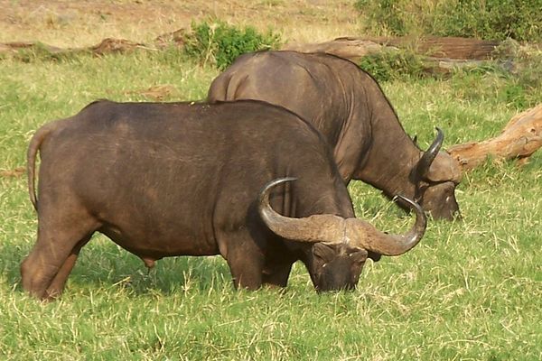 African Cape buffalo