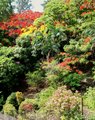 Colorful foliage in St. Lucia
