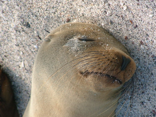 Napping sea lion