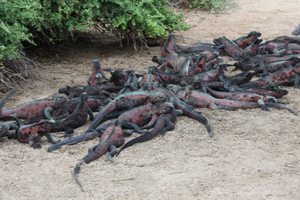 An army of marine iguanas
