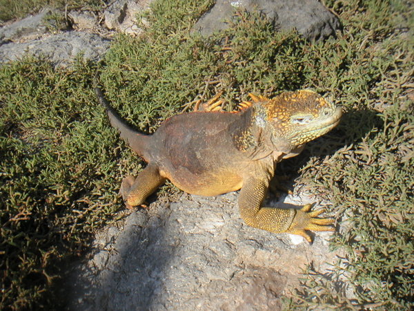 Endangered Land Iguana