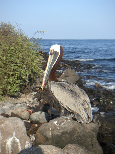 A brown pelican or two welcomed us to every island.