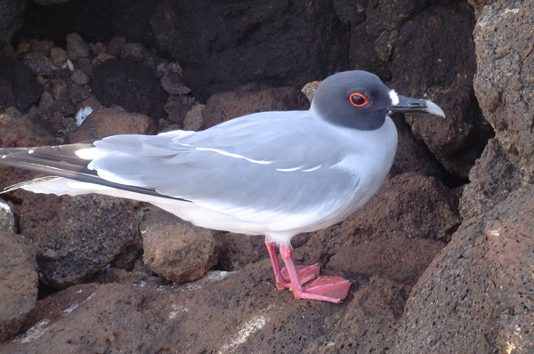 swallow-tailed gull