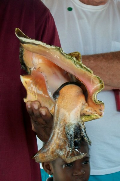 Jerry the Conch performs