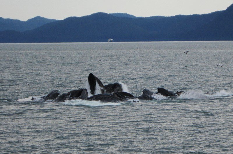 Bubble Net Feeding by Whales