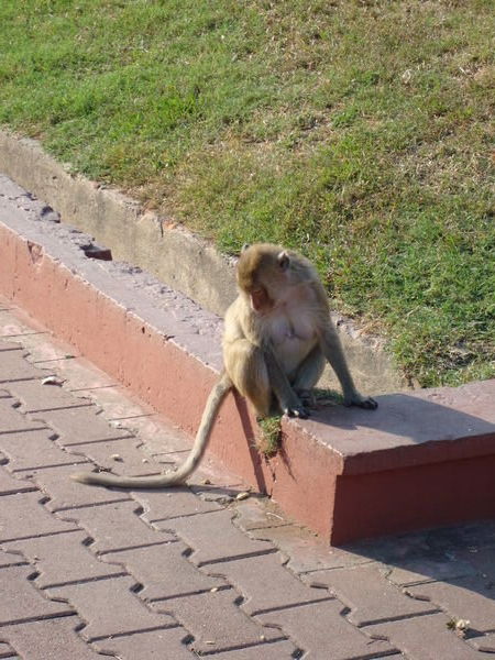 monkey needs bra