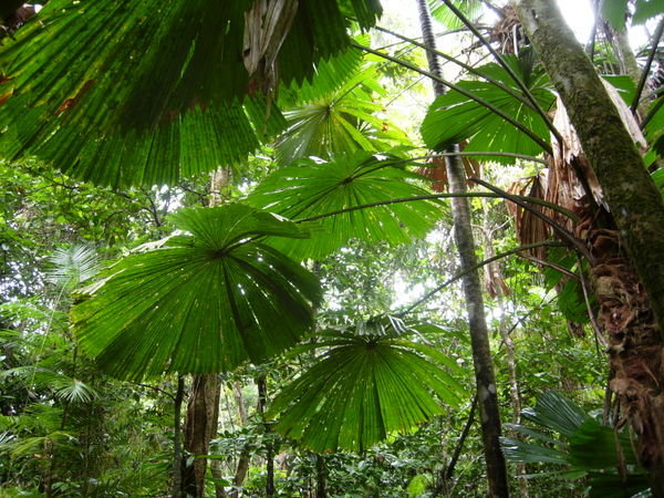 Daintree Rainforest - Umbrella Tree | Photo