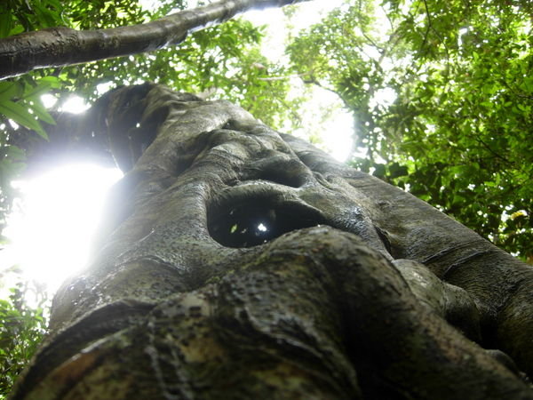 Strangler Fig Tree- Daintree Rainforest