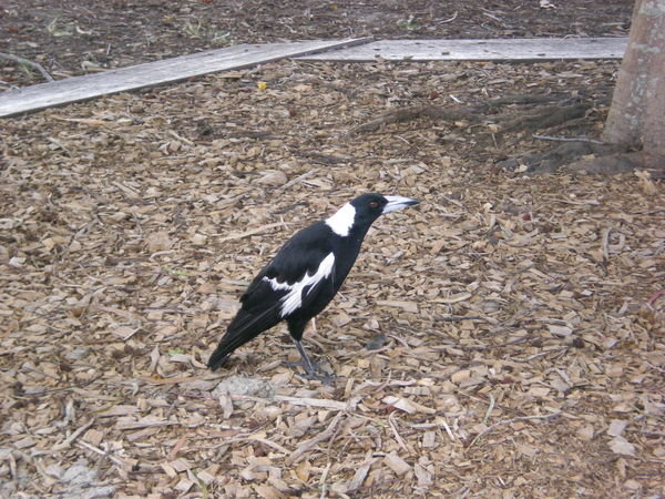 Australian Magpie - Noosa