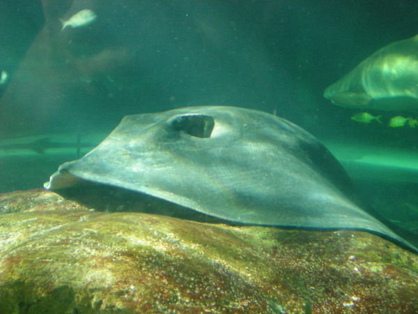 Shark Pool, Sydney Aquarium