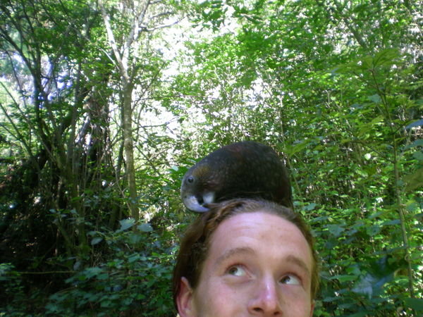 There's a Kaka on my head!