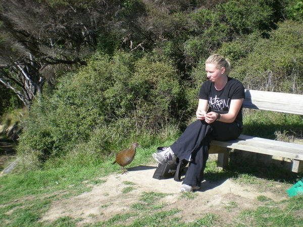 Tamzin has lunch with a weka