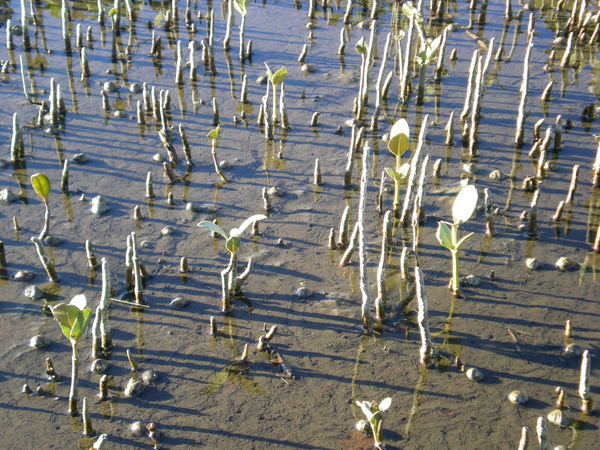 Mangrove roots and snails, Tauranga