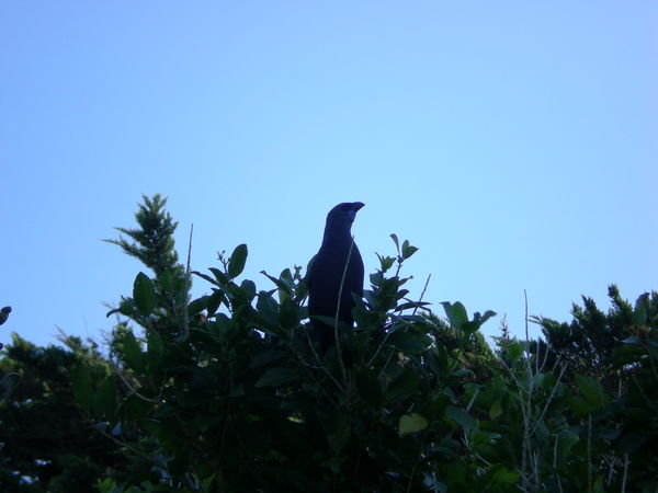 North Island Kokako or 'Blue Wattled Crow'