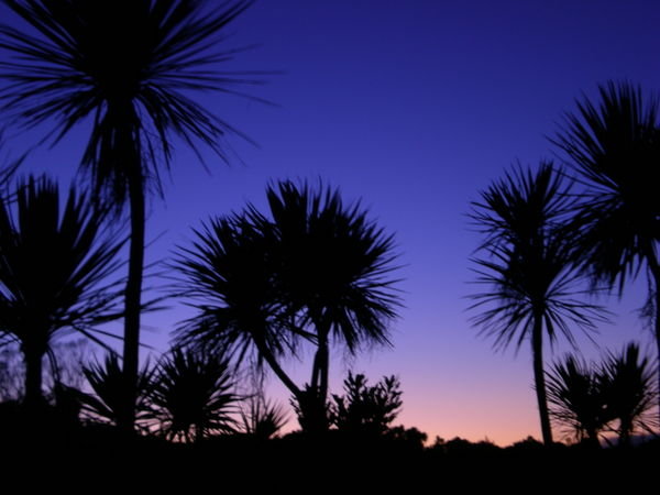 Cabbage Trees at Dawn