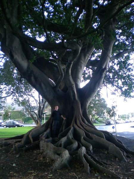Big tree, Devonport