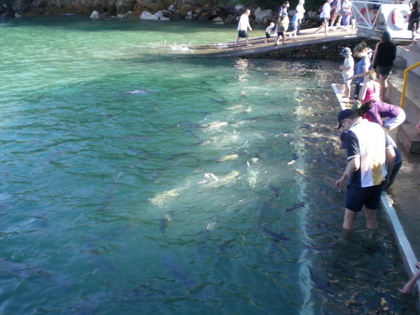 Tourists feed fish at Doctor's Gully