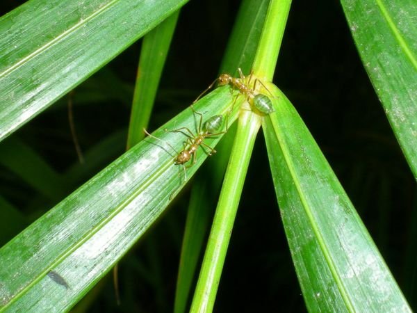 Green Ants