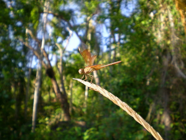 Dragonfly, Litchfield
