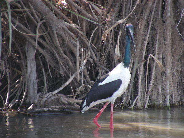 A Jabiru, or 'Black Necked Stork' eyes us with suspicion