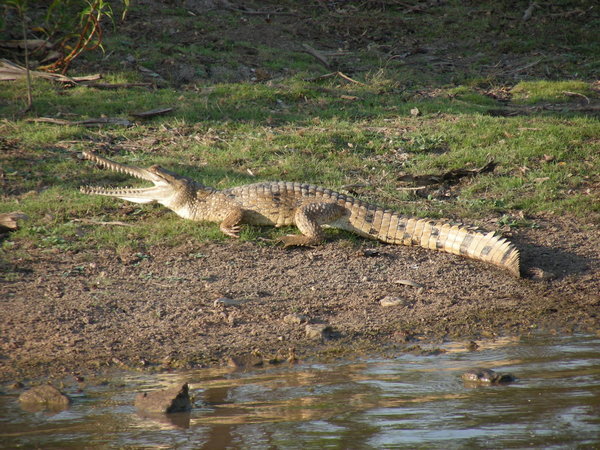 Freshwater Crocodile