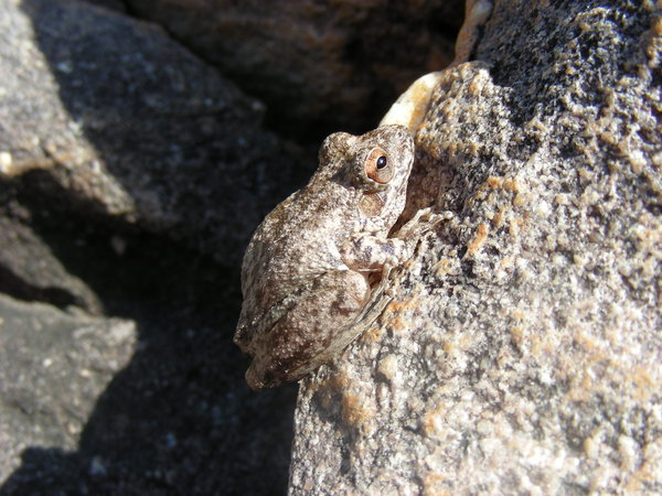Some Kind Of Rock Frog