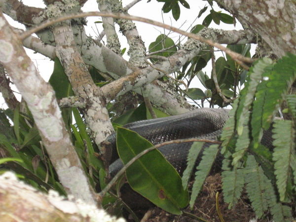 und Anacondas (4m lang...)