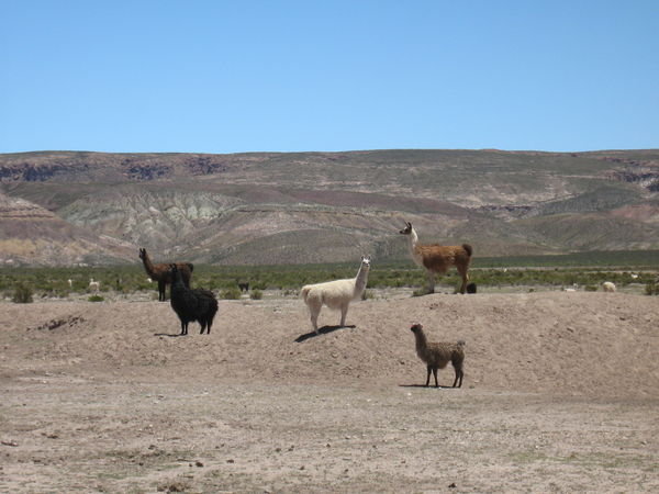 und Lamas...