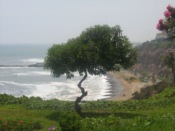 Schoener Baum in Lima am Strand