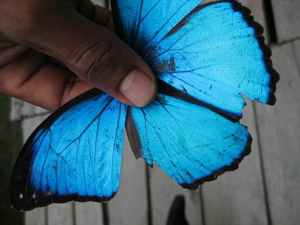 blue butterfly, very cool and easy to catch;-)