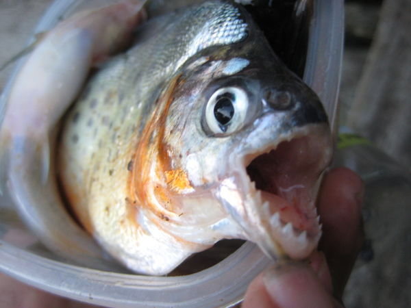 yeah, we catched a piranha, but just a little one. was nice fishing with meat and be noisy the first time while fishing