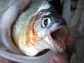 yeah, we catched a piranha, but just a little one. was nice fishing with meat and be noisy the first time while fishing