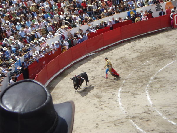 torrero playing with the bull..