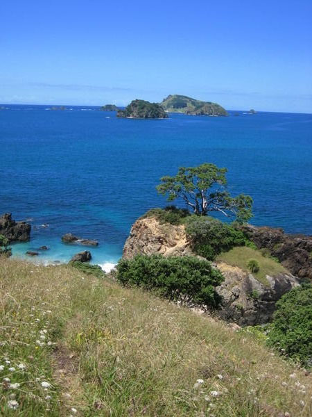 beautiful day, up the hill and just enjoying the scenery (bay of islands)