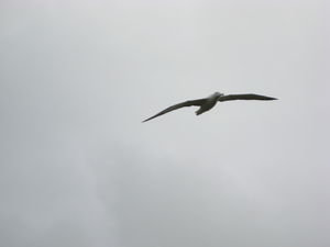 albatross, man these birds are huge!  imagine you and a 3 meter long bird just five meters above you!!