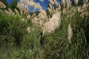 Pampas-Valley